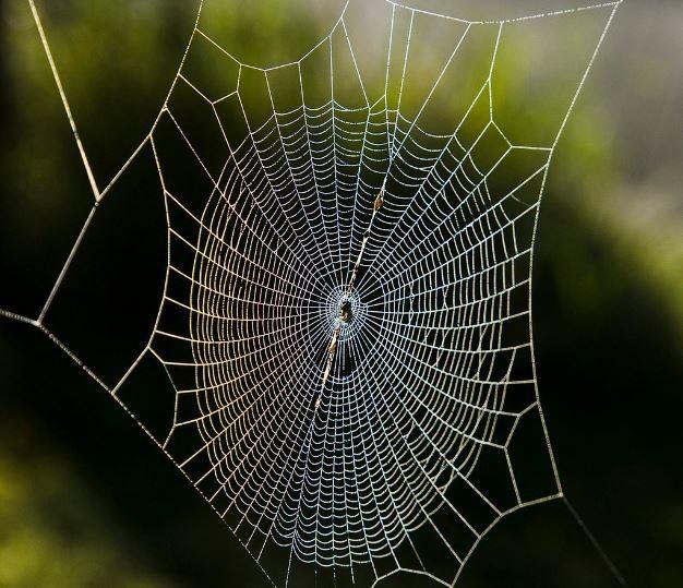 Sırrı Çözülemeyen Biyopolimer Örümcek İpeği